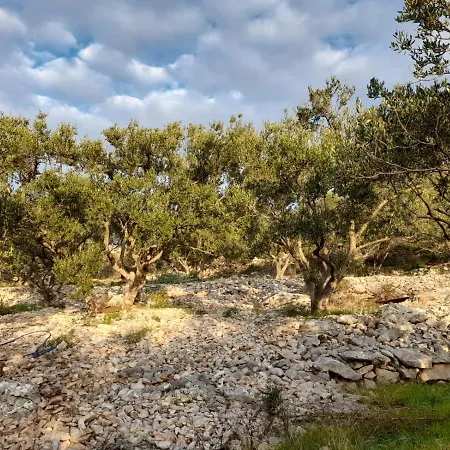Rokic סגט ווראנייצה